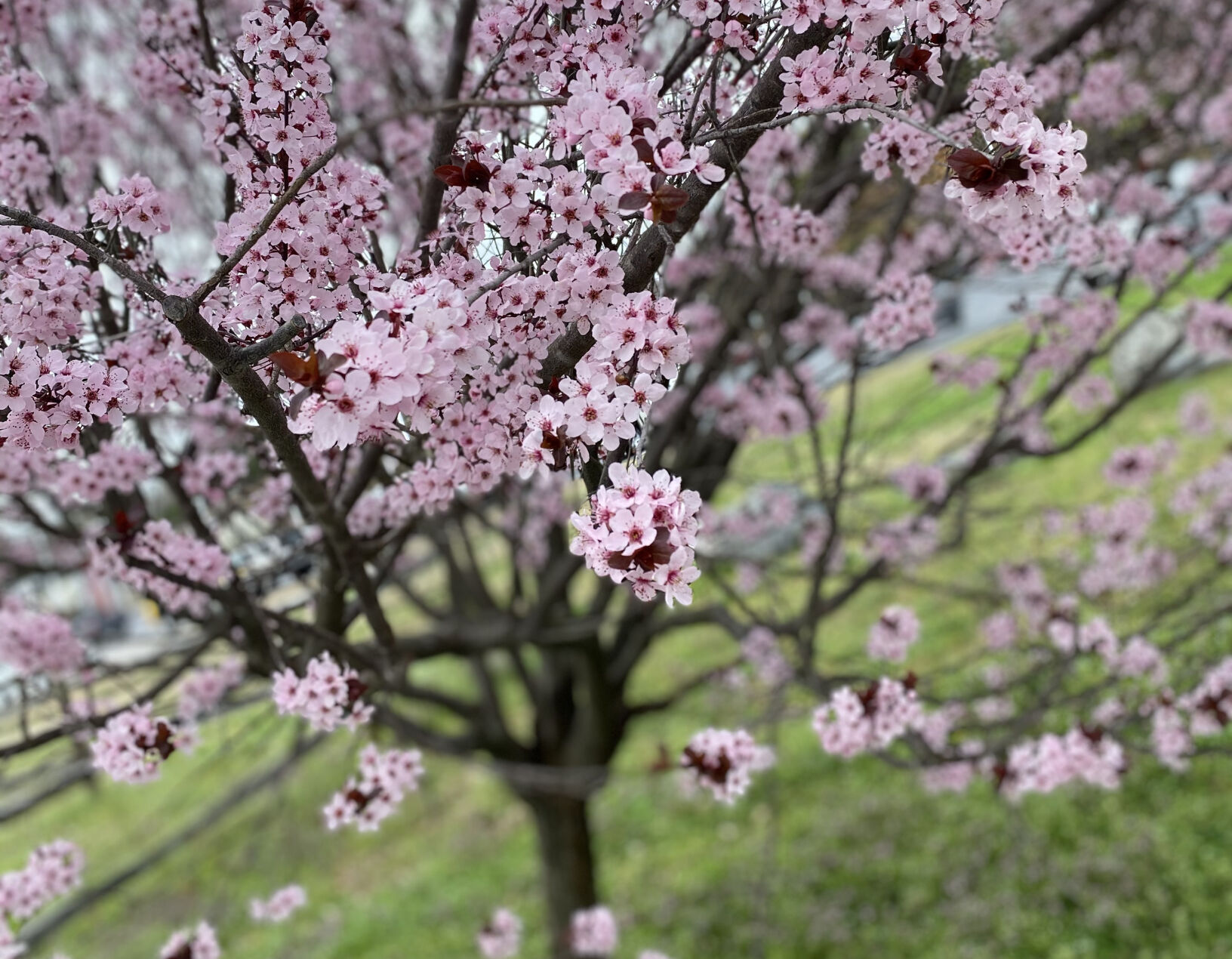 In bloom